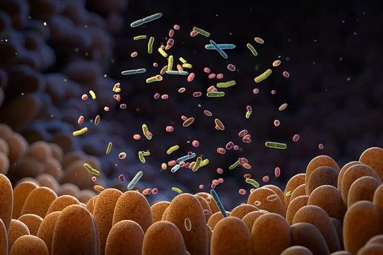 Estudo compara microbiota intestinal de Veganos Vegetarianos e Onívoros